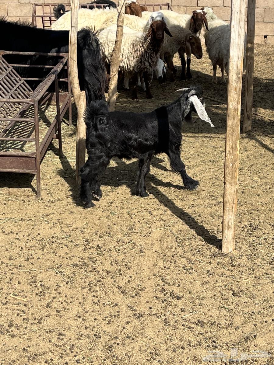 تيس فوق الشهرين للبيع64212345730435111