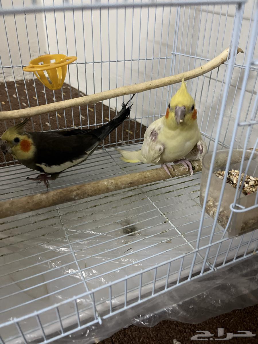 جوز كروان منتج السعر 450 قابل للتفاوض اخر حد 40064229935214211110