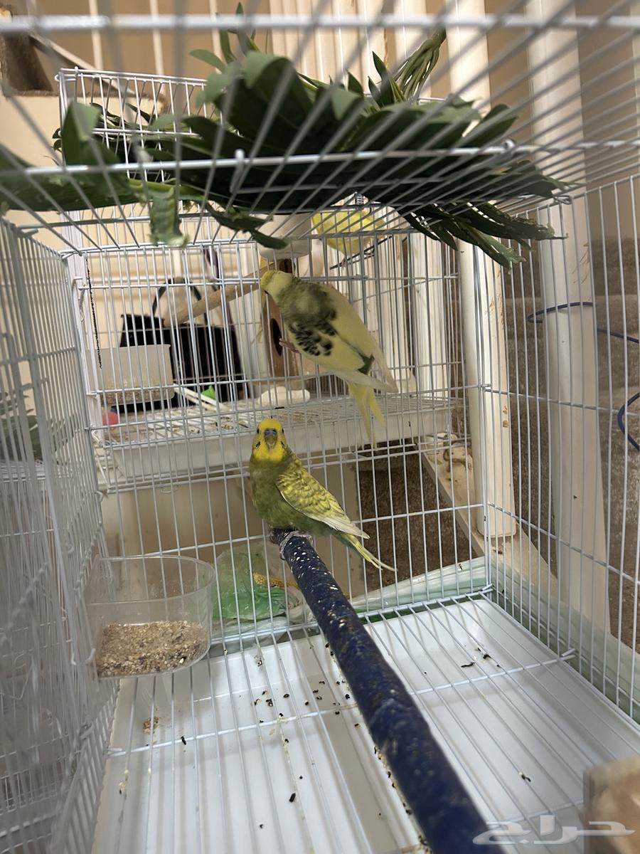 طيور حب بادجي   طيور زيبرا فينش للبيع64218203281666112