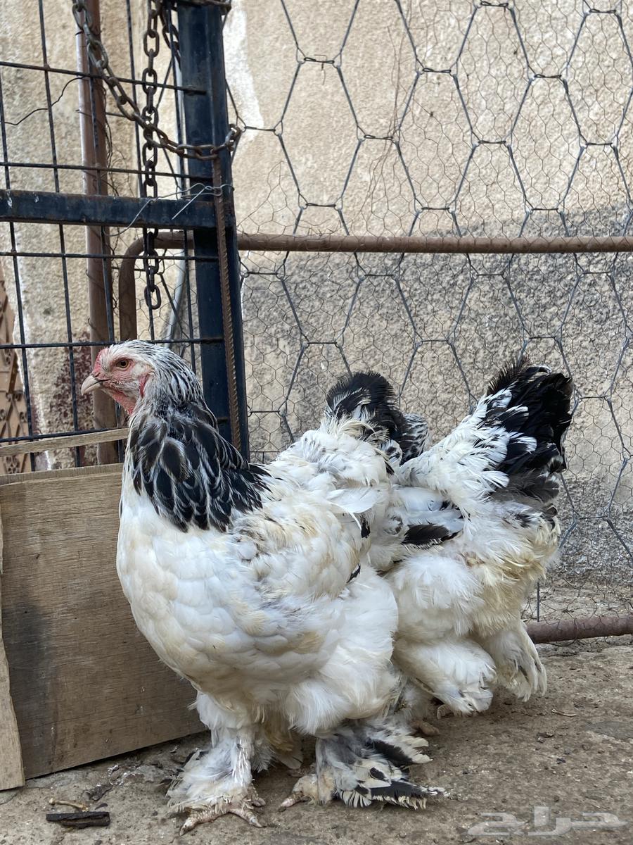 دجاج براهما كونك خوارج64224992050947111