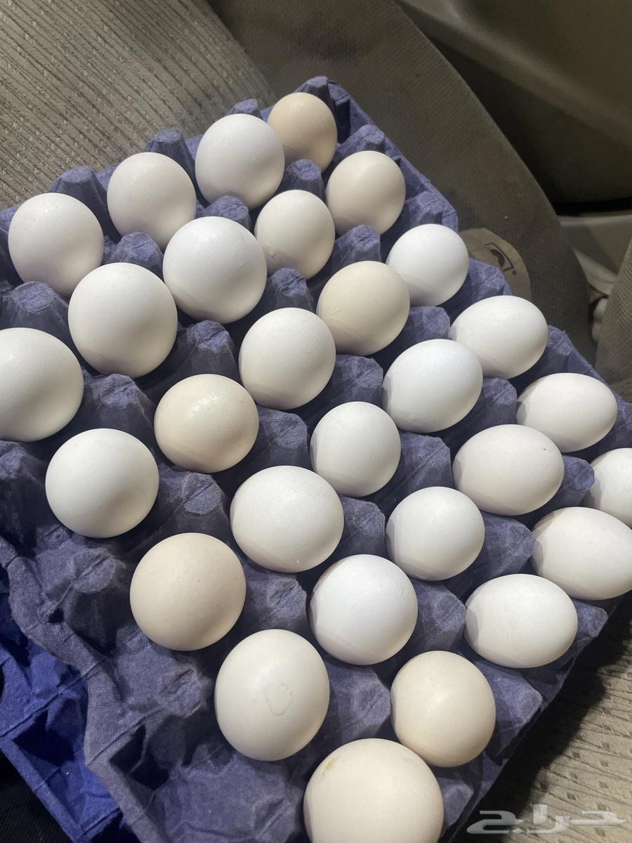 بيض بلدي مخصب وصالح للاكل64224840197890110