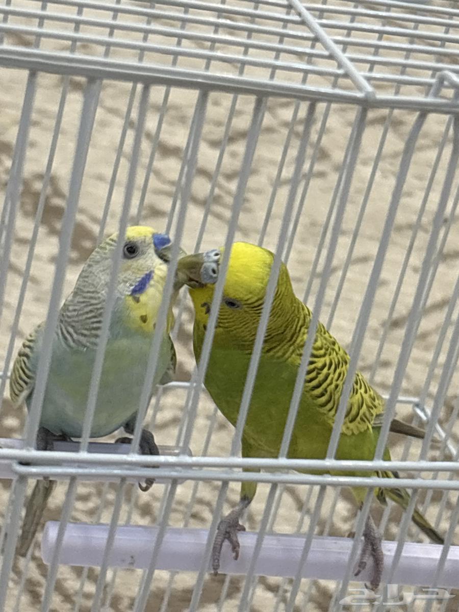 السلام عليكم ورحمة الله وبركاته64204715588866113