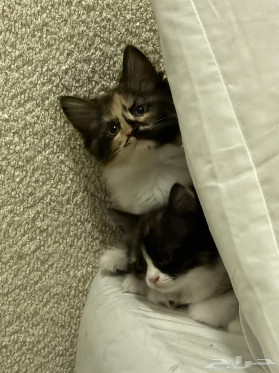 كيتن للبيع64231182161665111