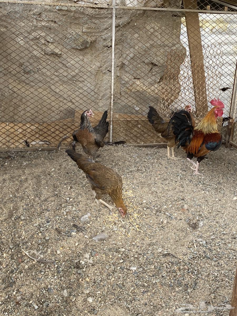 تم البيع64217770611202111