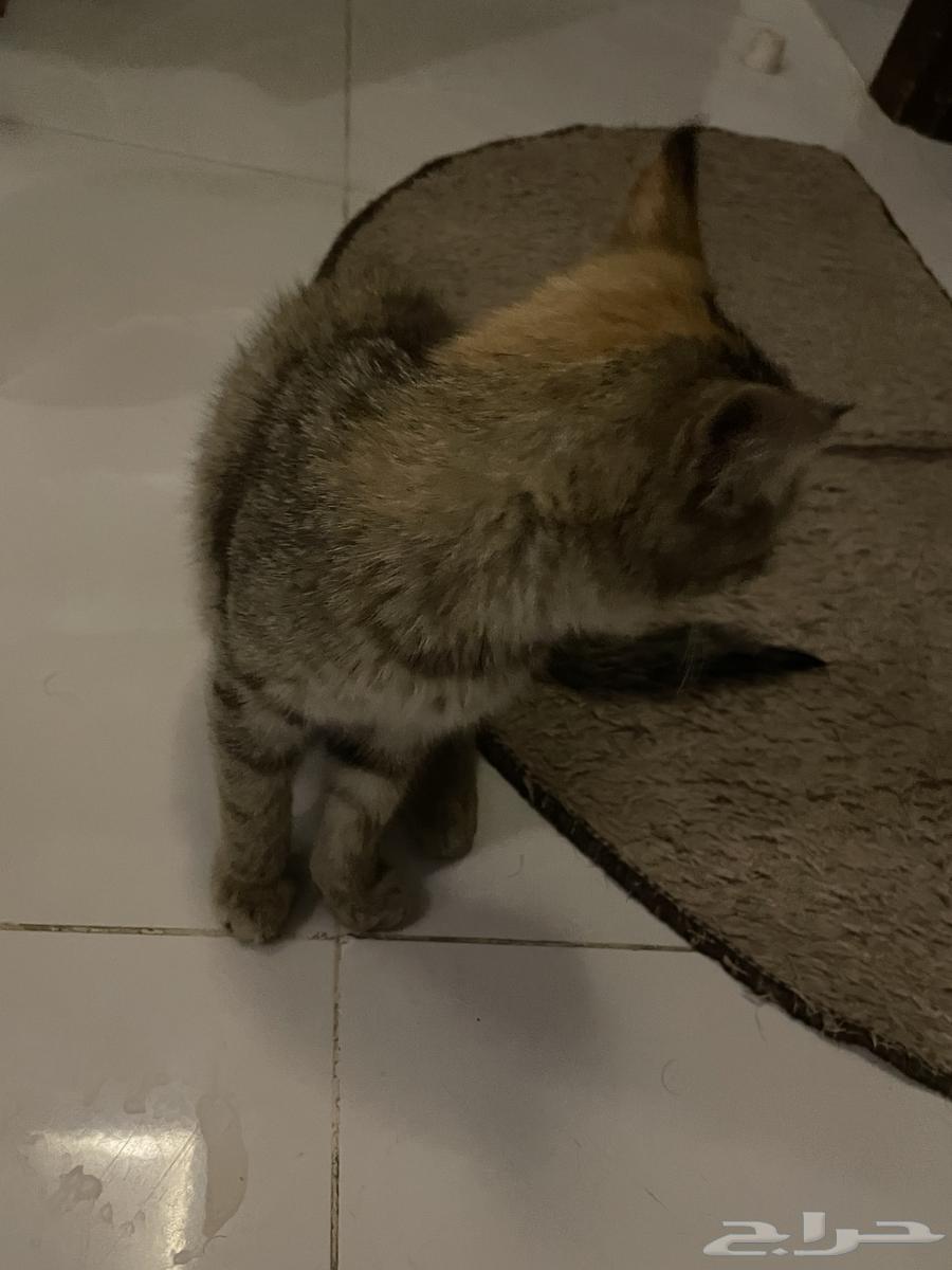 بسه اليفه جدا ولعوبة خاليه من الأمراض تحتاج احد يتبناها64225556834818111