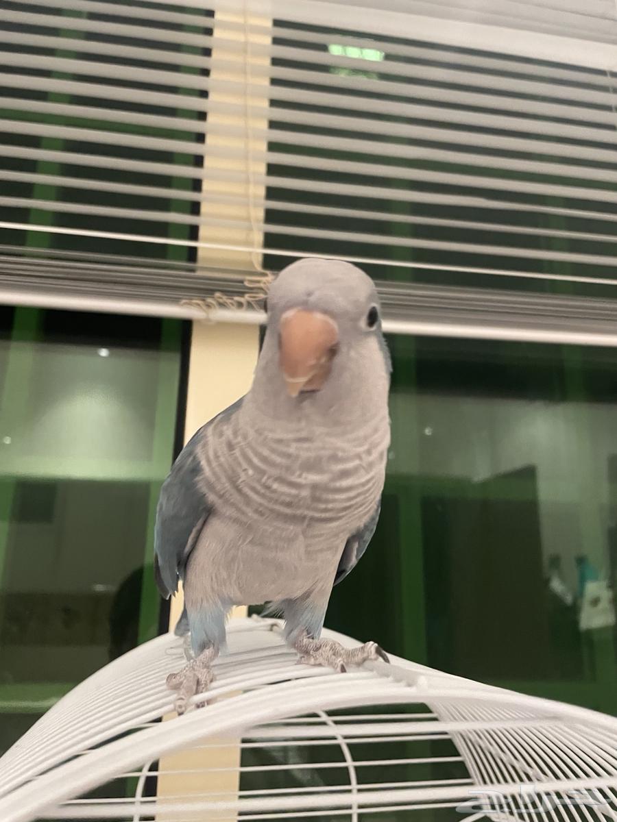 بببغاء الكويكر64227535676675110