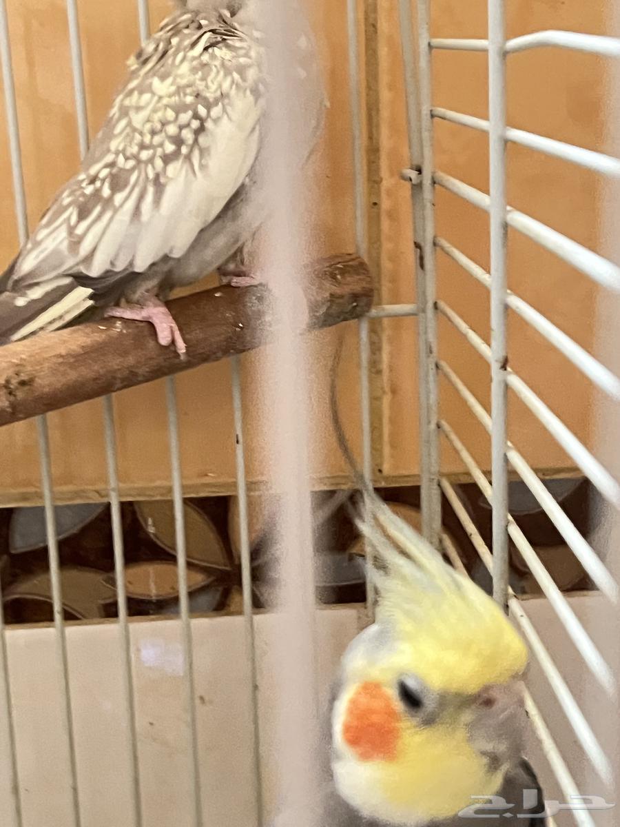 زوج كروان للبيع64216837388419114