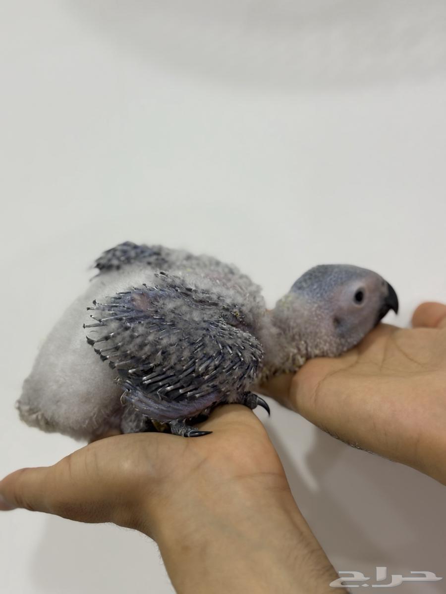 فرخ كاسكو سوبر جامبو ( تم البيع )64228759858178110