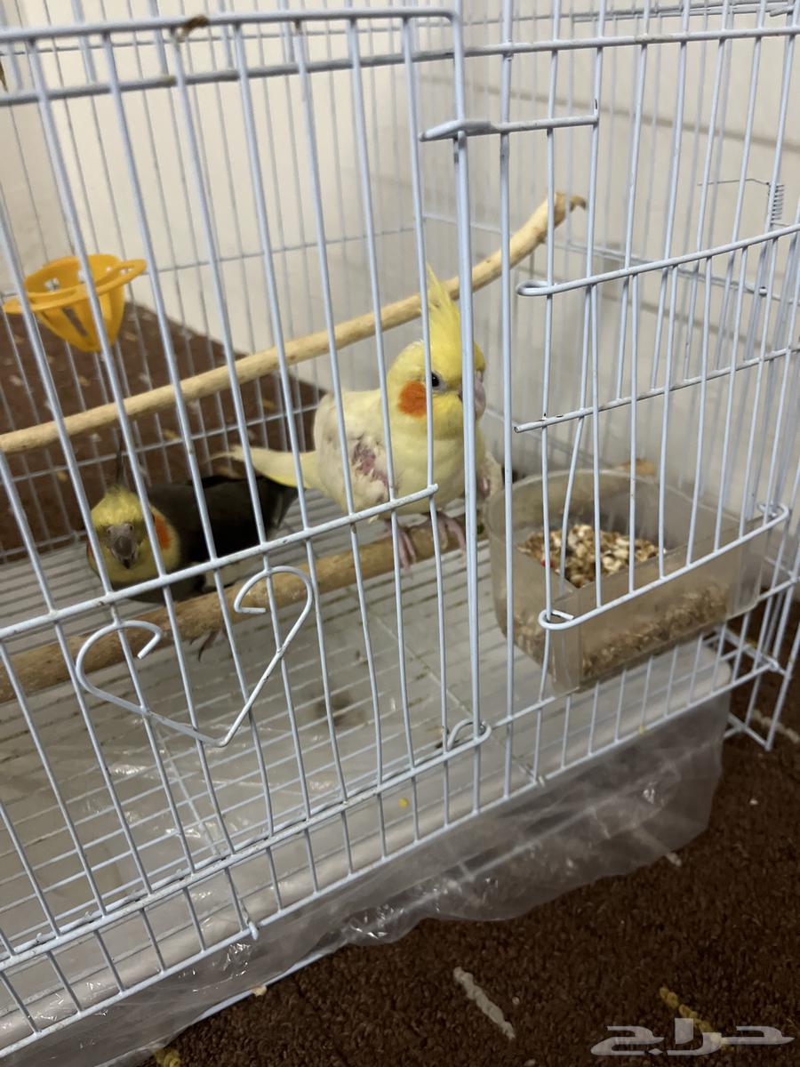 جوز كروان منتج السعر 450 قابل للتفاوض اخر حد 40064229935214211113