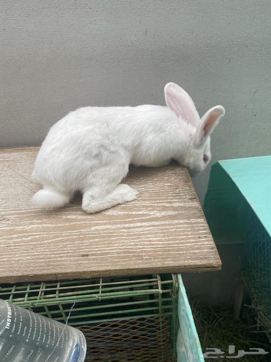 ارنب للبيع64220226581507110