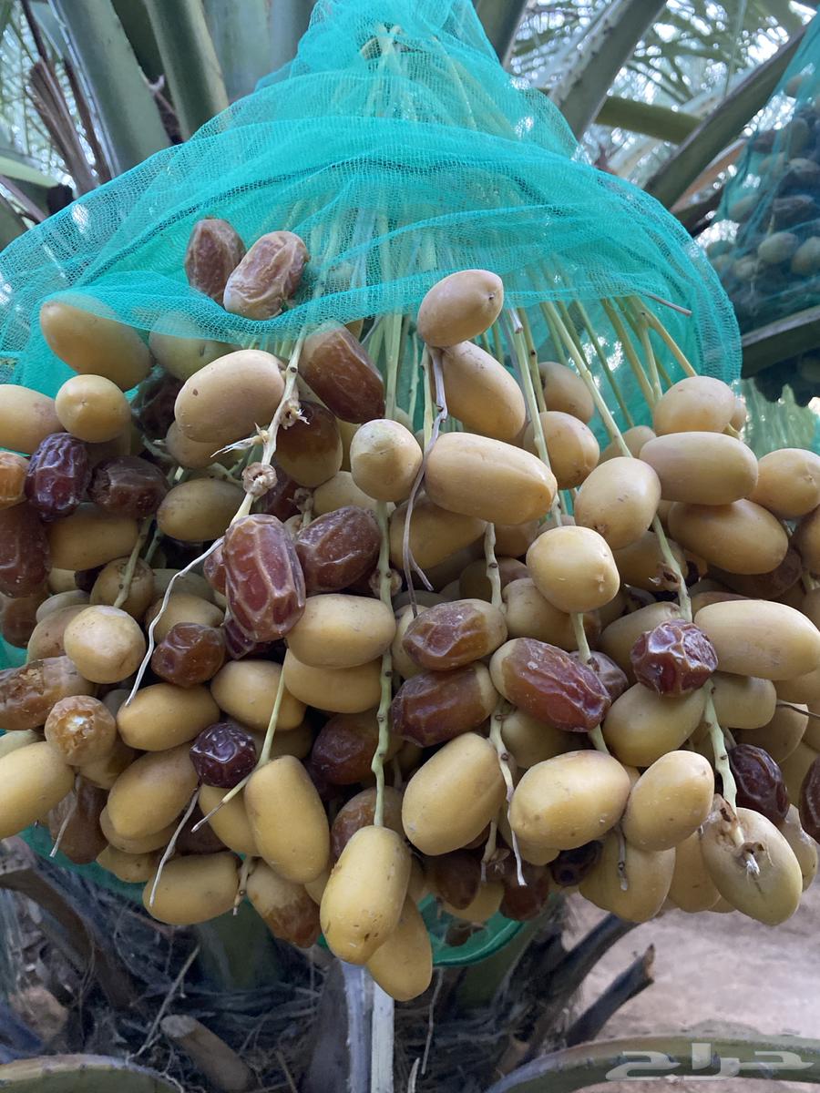 تمر صقعي في النخل للبيع64217972843649114