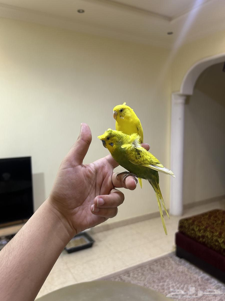 للبيع زوج بادجي مميز وأليف جد ((تمم البيع ))64230316516867113