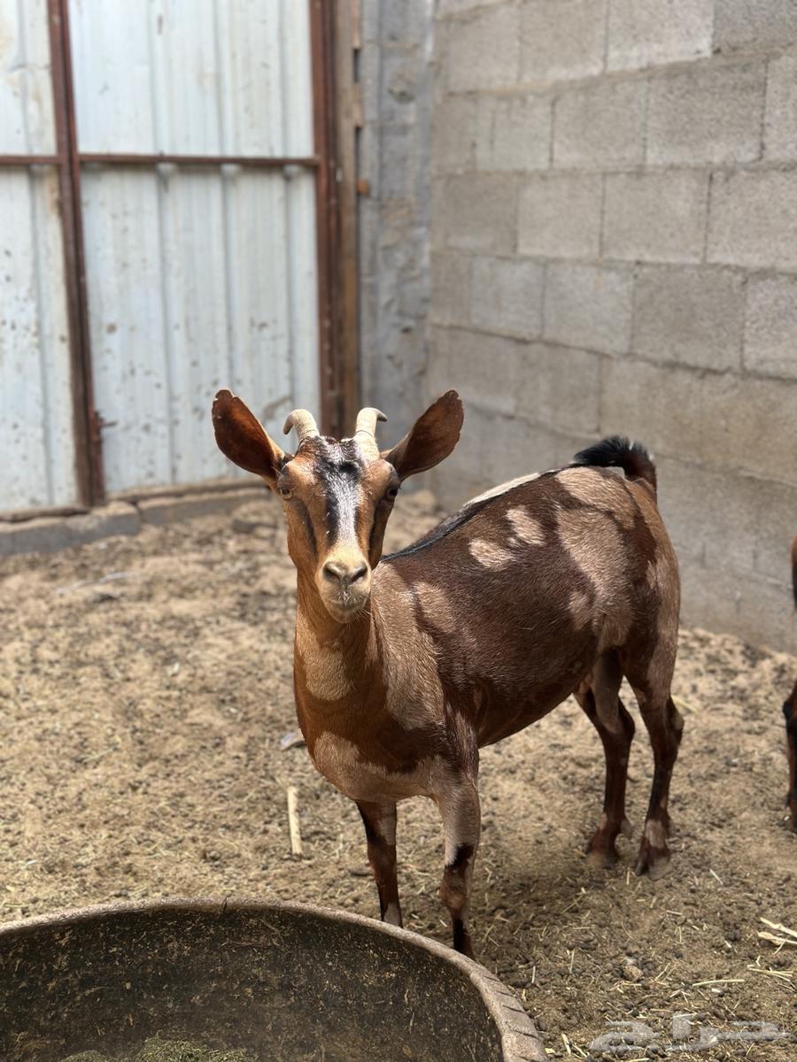 للبيع جنوبيات64211280592130110