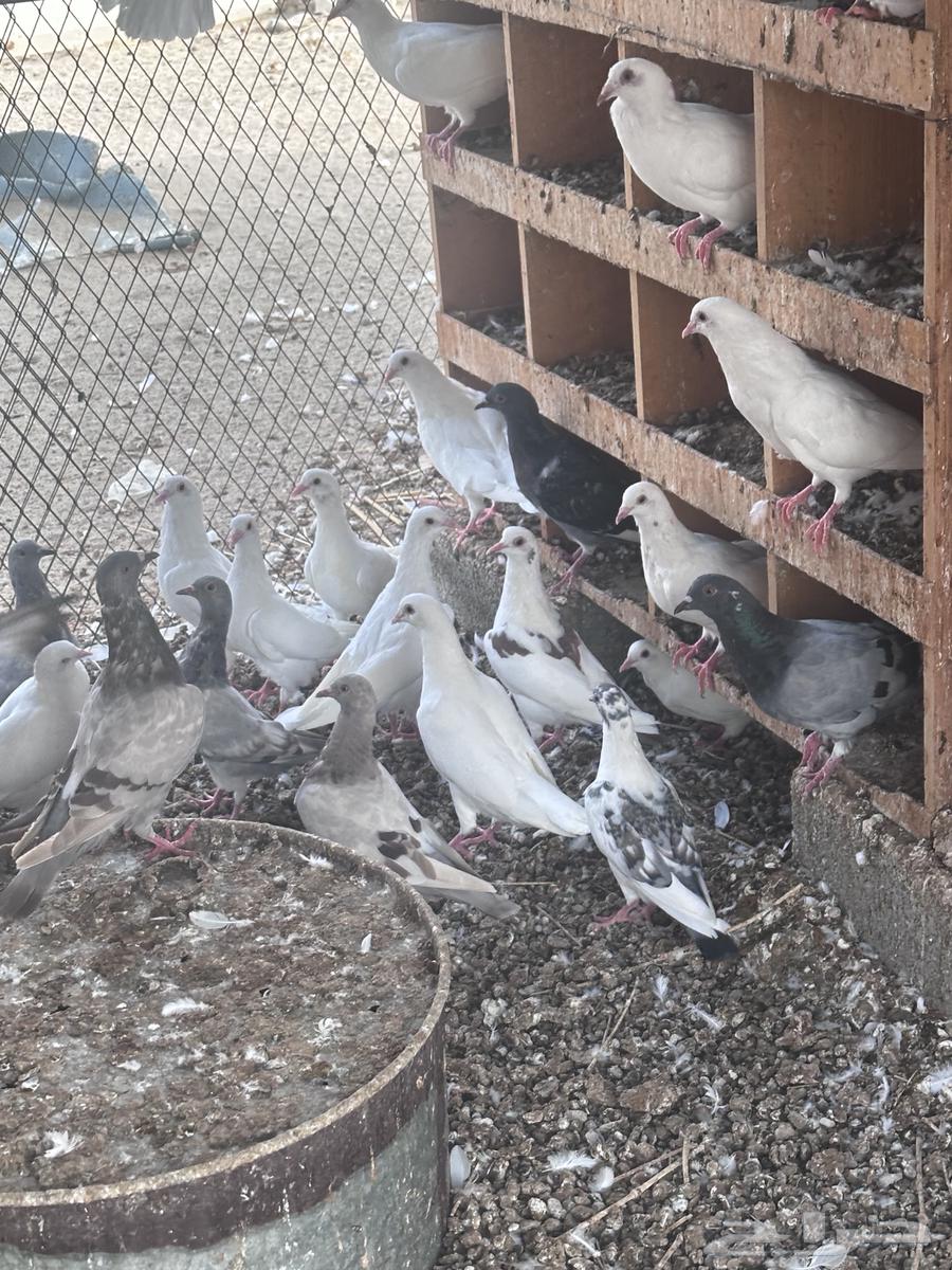 French rabbits, 3 months old64213611451523110
