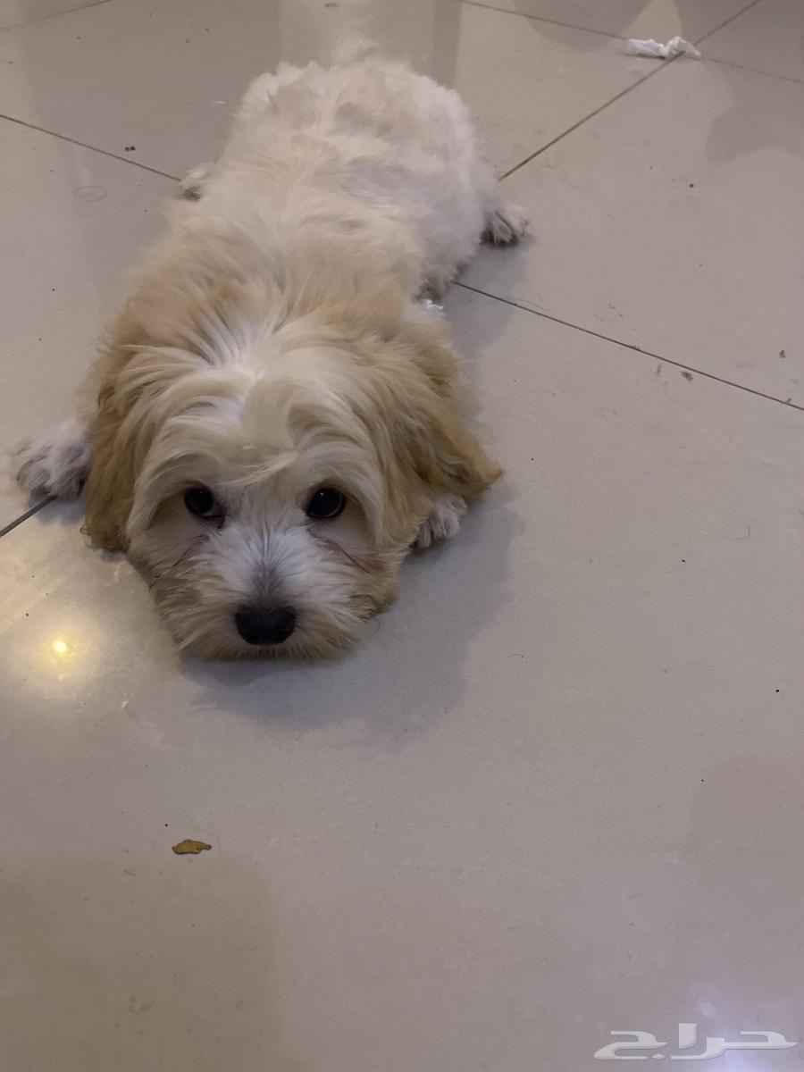 كلب مالتيز بيور64231182341891110