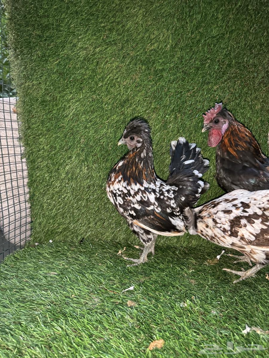 للبيع دجاج كويتي فاخر64226394895617114