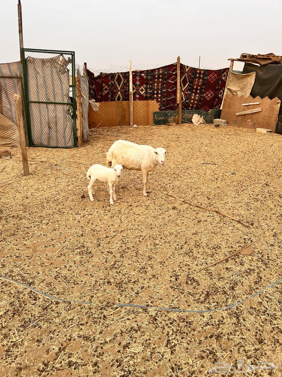 رفيديه متبع بخروف الإعلان الأول64229310232833113