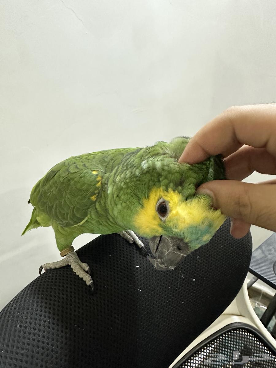 امزون بلوفرنتد64227706461442112