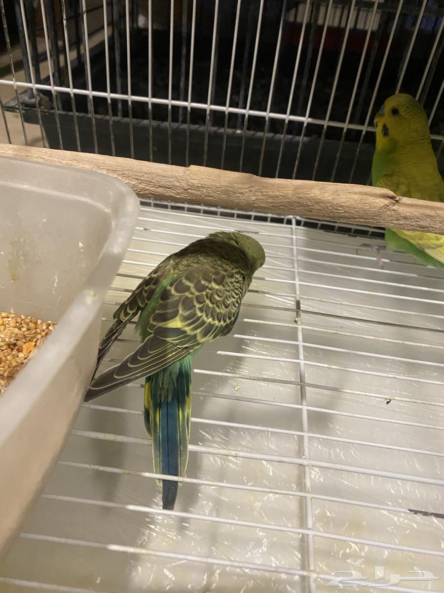 طيور بادجي للبيع64218617899393112