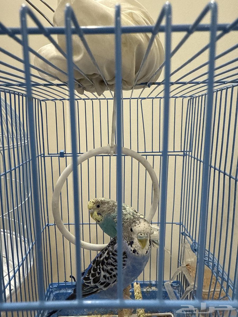 عصافير الحب وعصافير زبيرا للبيع64230646632194110