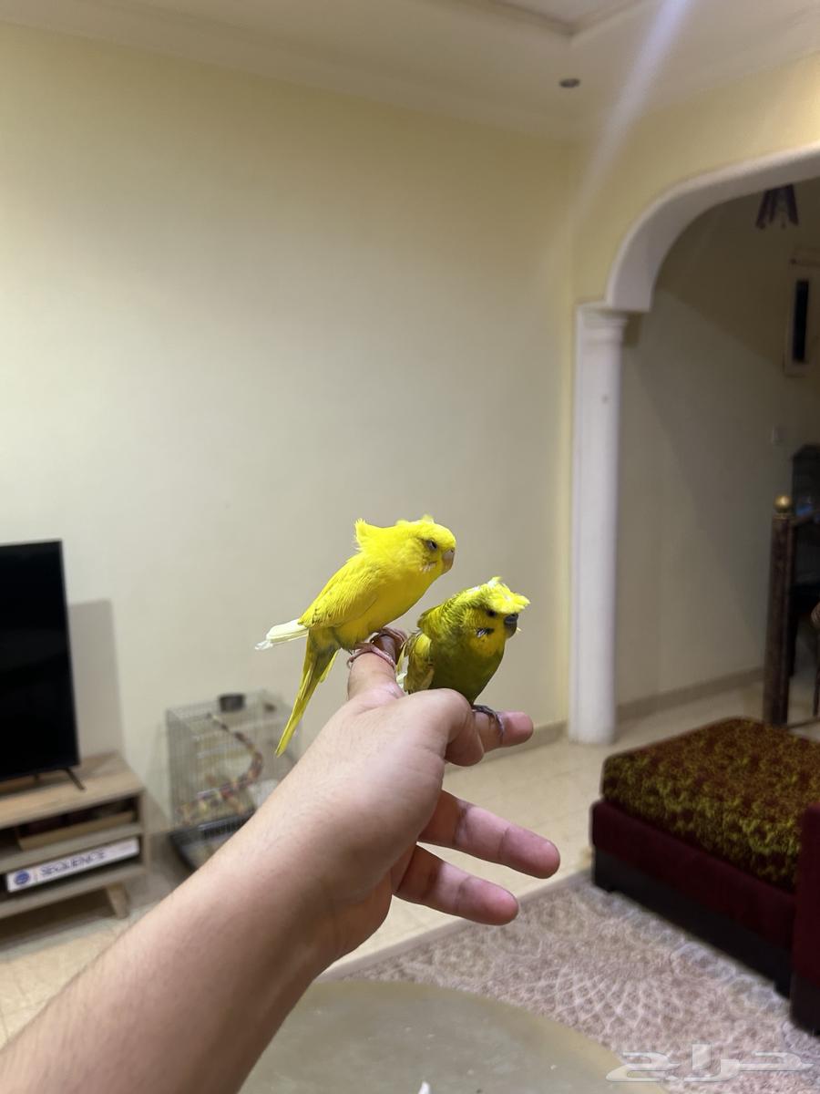 للبيع زوج بادجي مميز وأليف جد ((تمم البيع ))64230316516867114