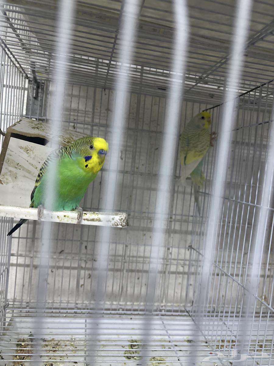 اجواز بادجي جاهزه64226773219586111