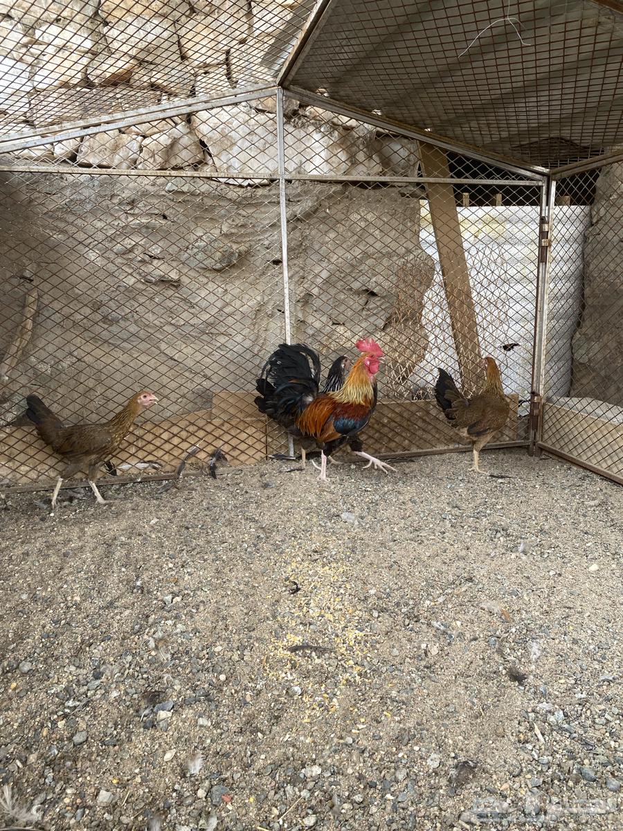 تم البيع64217770611202114