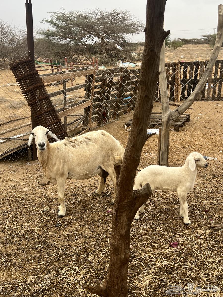 نعجه حري ولولد للبيع (تم البيع)64223483847681114