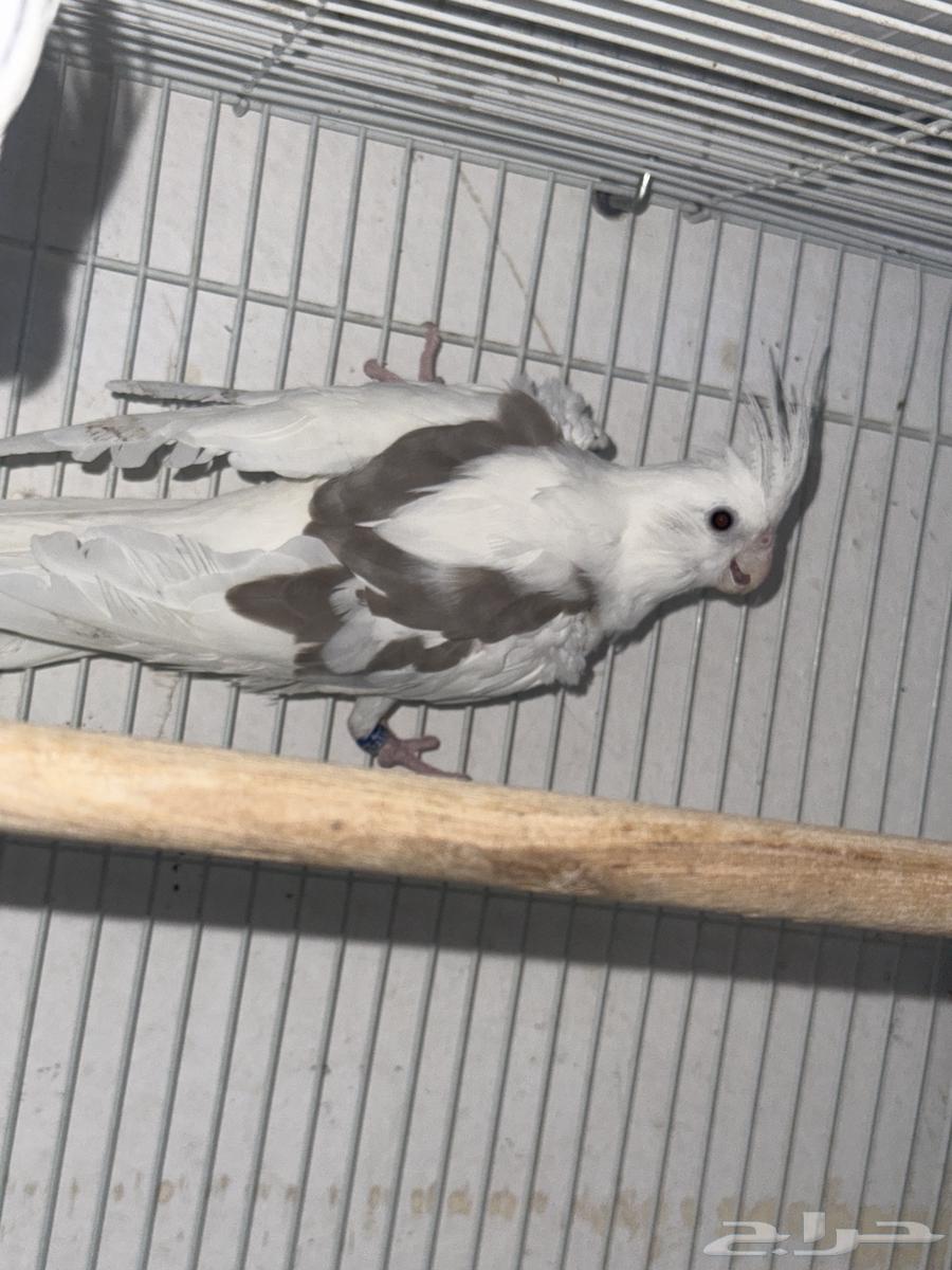 زوج كروان هافي بايد منتج64214726556161112