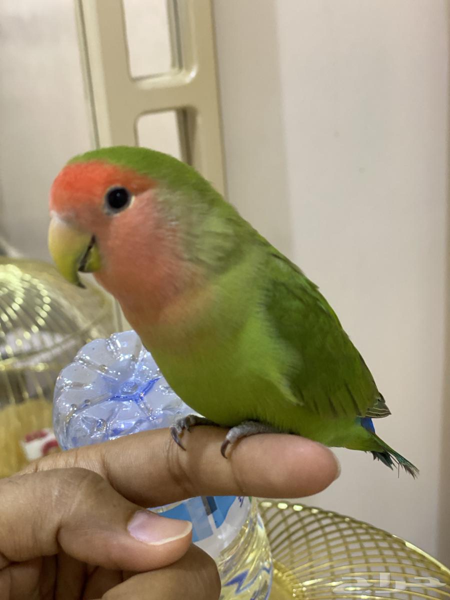 روز للبيع العمر 4 اشهر اليف جدا64220227031169110