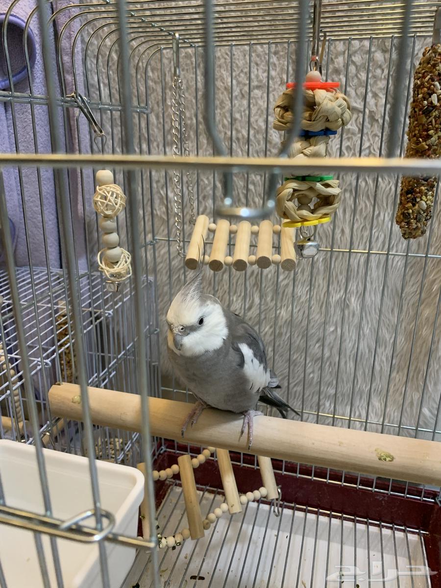 كروان هولندي64229479604993110