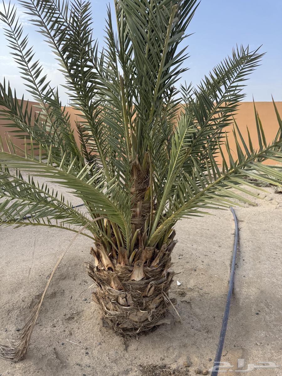 نخل جسبه للبيع64221705500674110