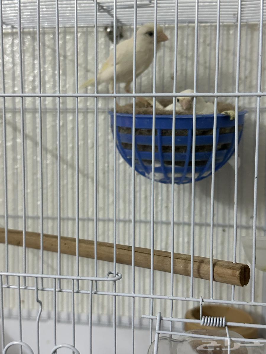 جوز كناري ابيض سوري منتج64215859800579110