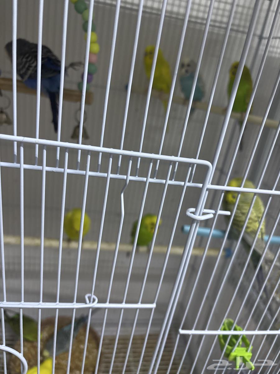 اجواز بادجي جاهزه64226773219586114