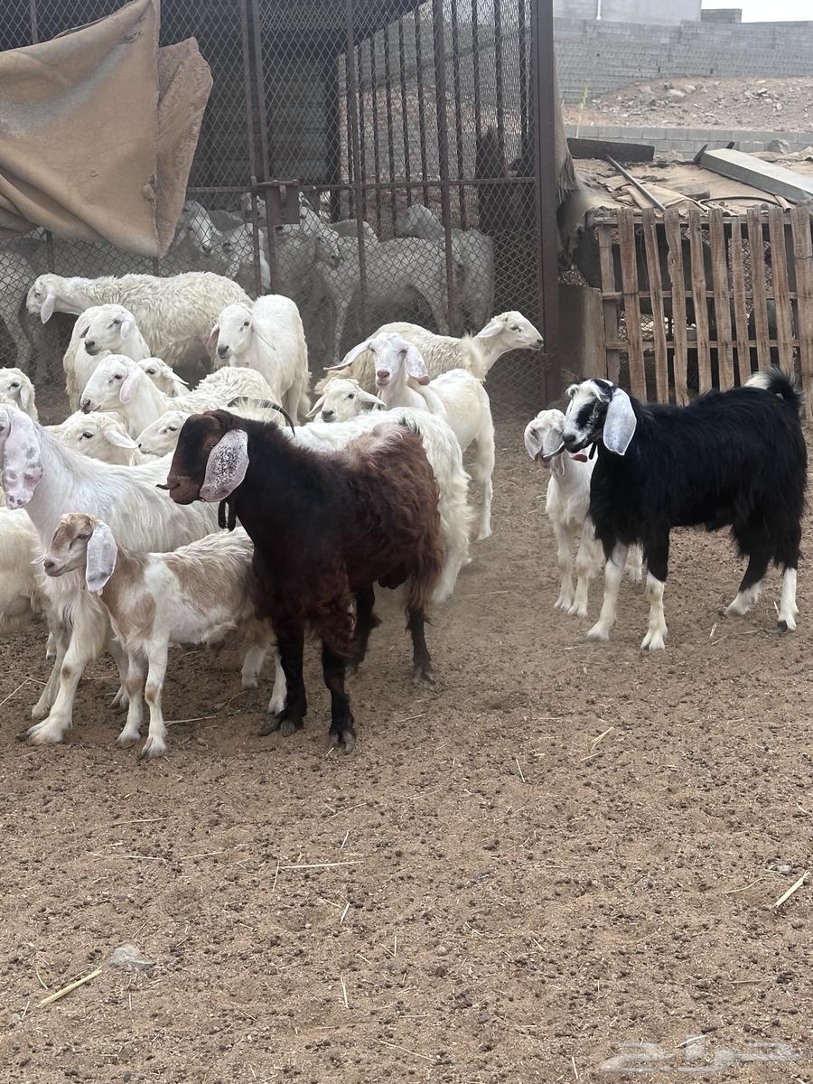 بهم تربية وطليان وتيوس حرية64222319647747111