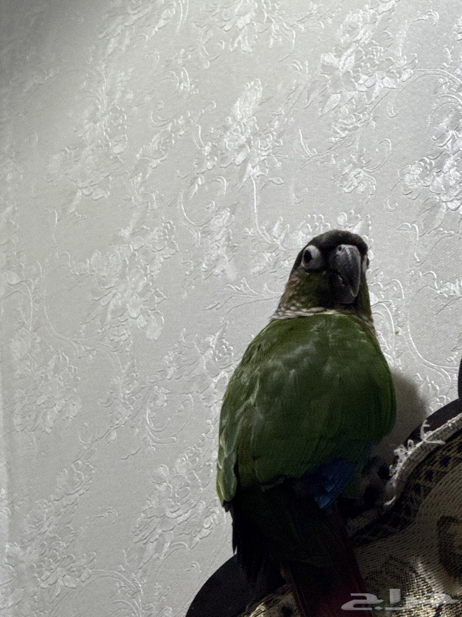 كنيور ببغاء64216597866627112