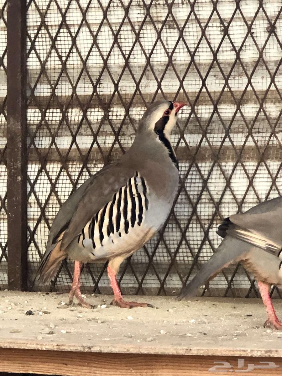 اعقوب شنير سوري للبيع 20064229793964801110