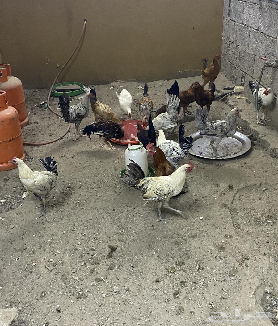 ديوك بلدي العدد 1864222319605377110