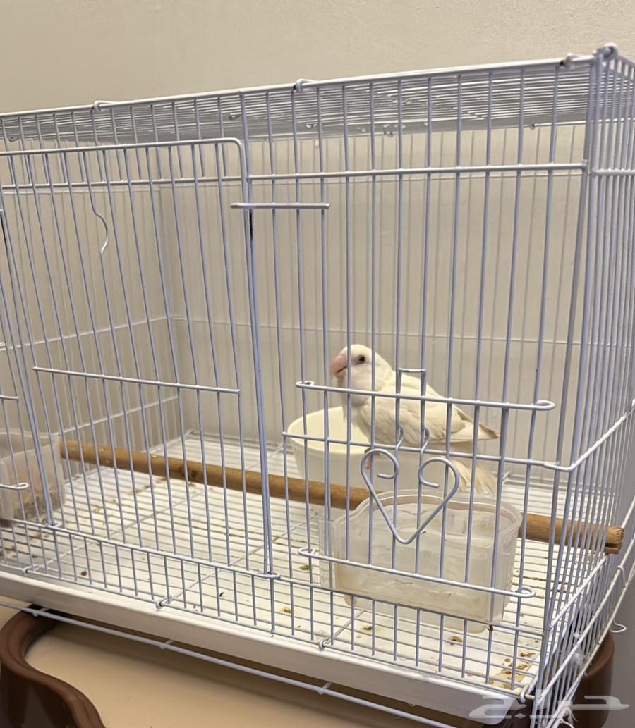 Bird's Nest64212760278915110