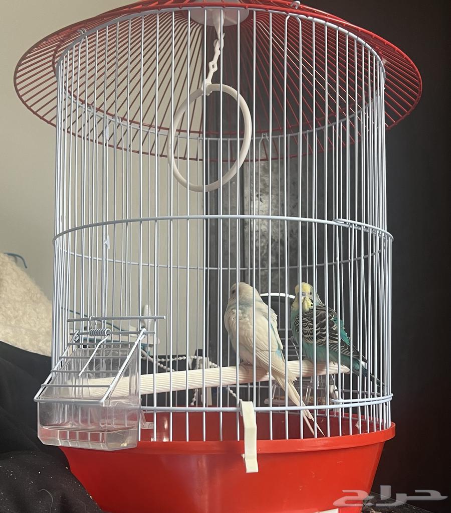 للبيع طيور الحب اثنين64218398915203114