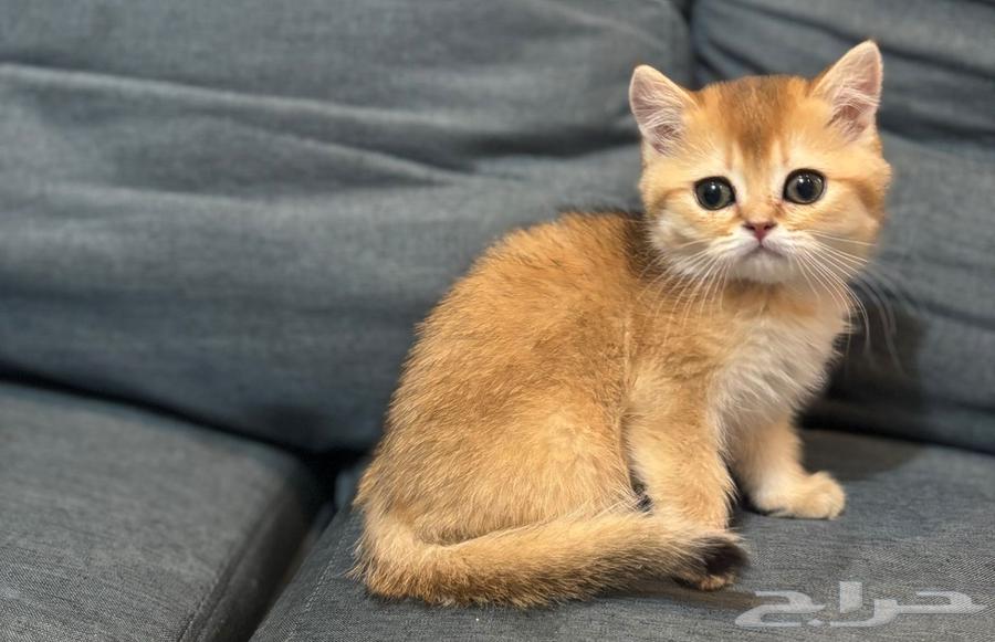 كتن سكوتش ستريت بيور للبيع64235491263746113