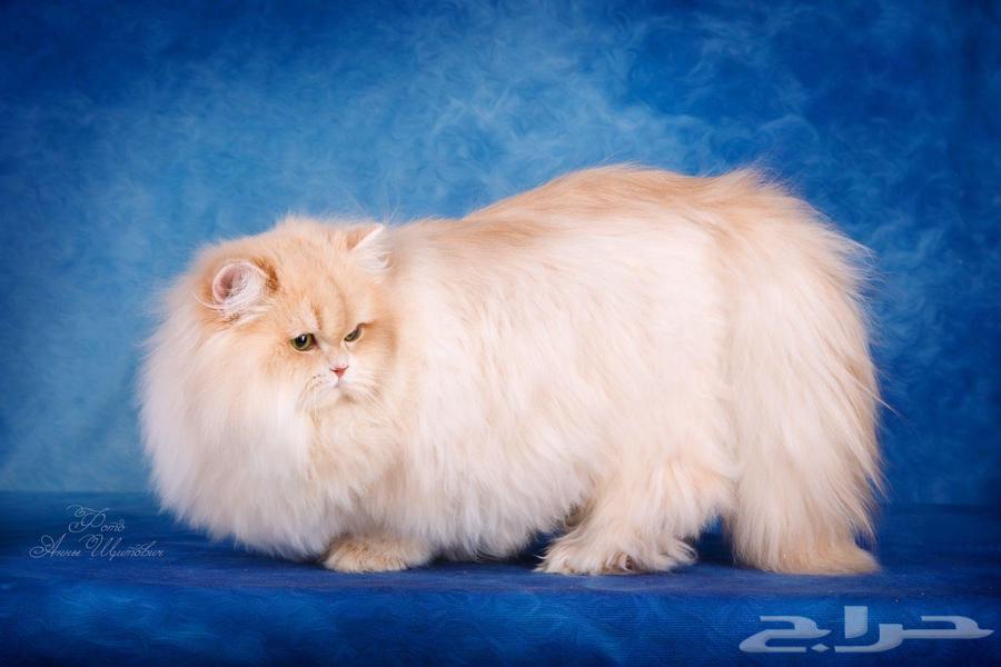 Available Rare Imported Male Scottish Fold Ay12 Strong Color and High Quality64181945543811112