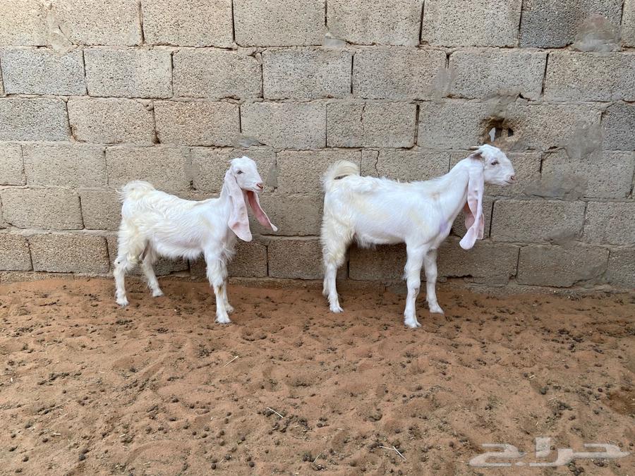 تيس وجفره هولندي64211280155905110