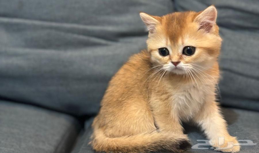 كتن سكوتش ستريت بيور للبيع64235491263746112