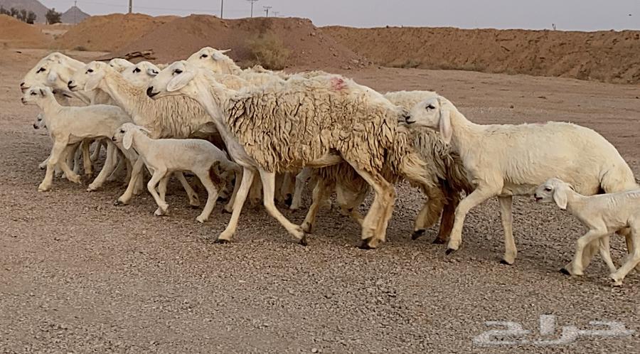 حريات ولد صنف منوة ألقاني(تم البيع)64224245788546111