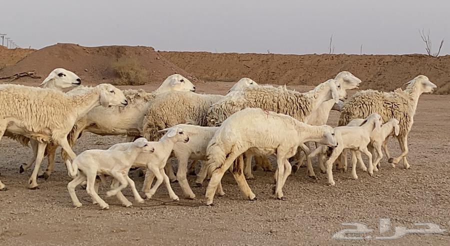 حريات ولد صنف منوة ألقاني(تم البيع)64224245788546110