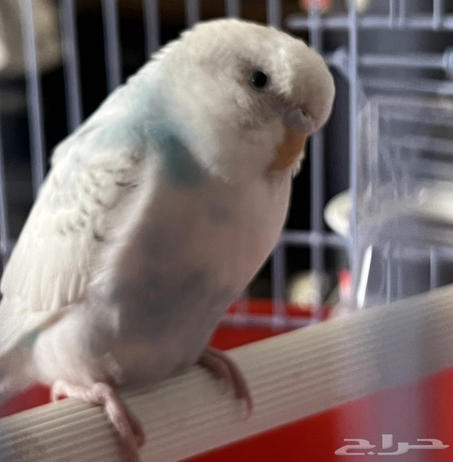 للبيع طيور الحب اثنين64218398915203111