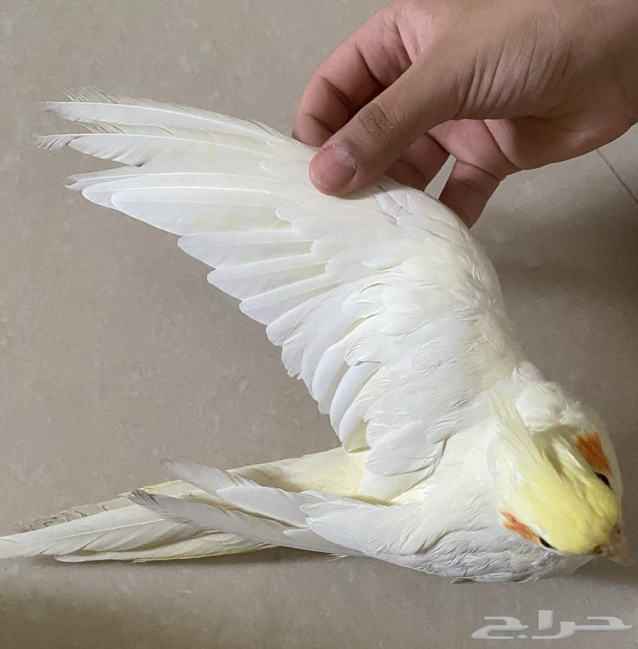 للبيع كروان64216597545091113