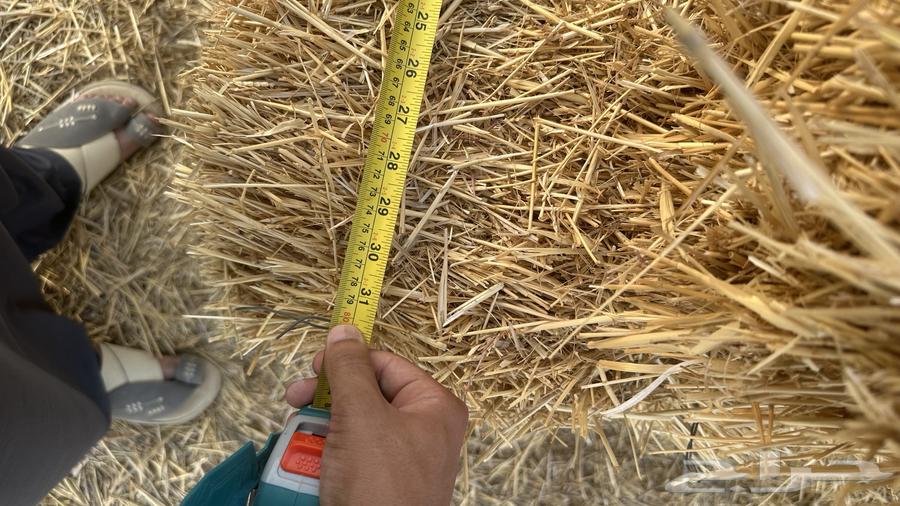 Wheat Straw64223152844161114