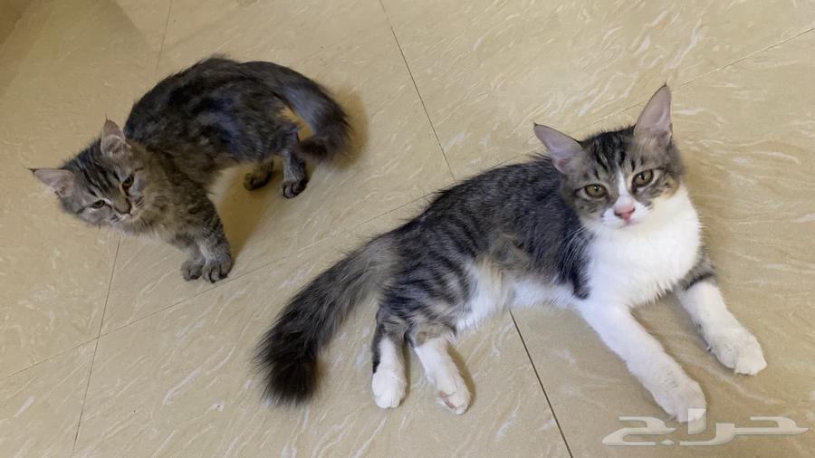 قطط للبيع شيرازي عددهم 564212346014595110